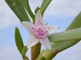 Aizoaceae Sesuvium portulacastrum