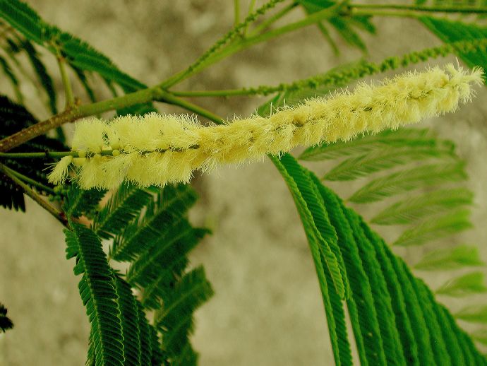 Fabaceae Albizia berteroana