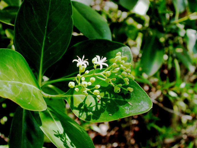 Rubiaceae Erithalis fruticosa