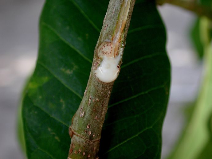 Moraceae Ficus trigonata