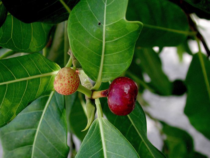 Moraceae Ficus trigonata