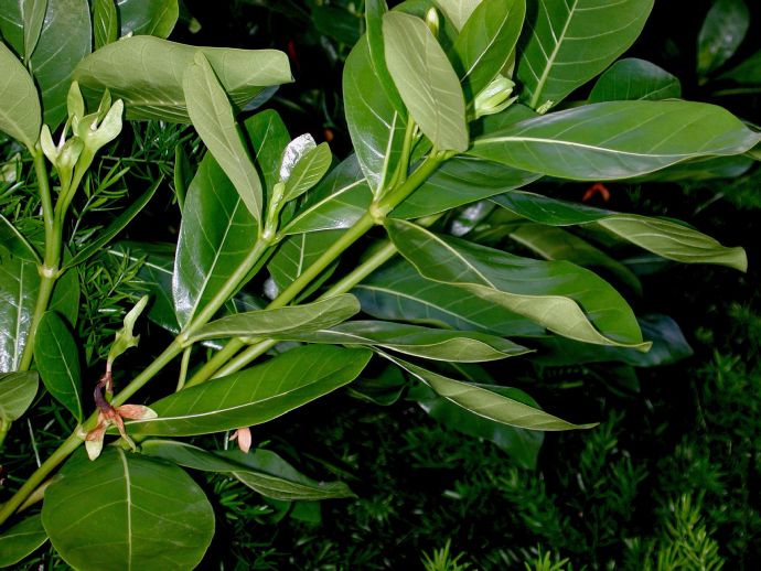 Rubiaceae Gardenia 