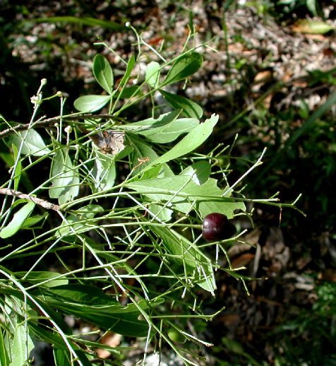 Sapindaceae Hypelate trifoliata