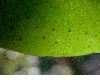 image of Laguncularia racemosa