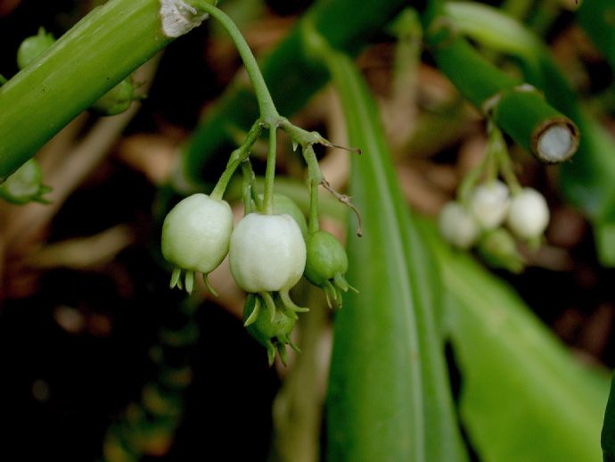 Goodeniaceae Scaevola 