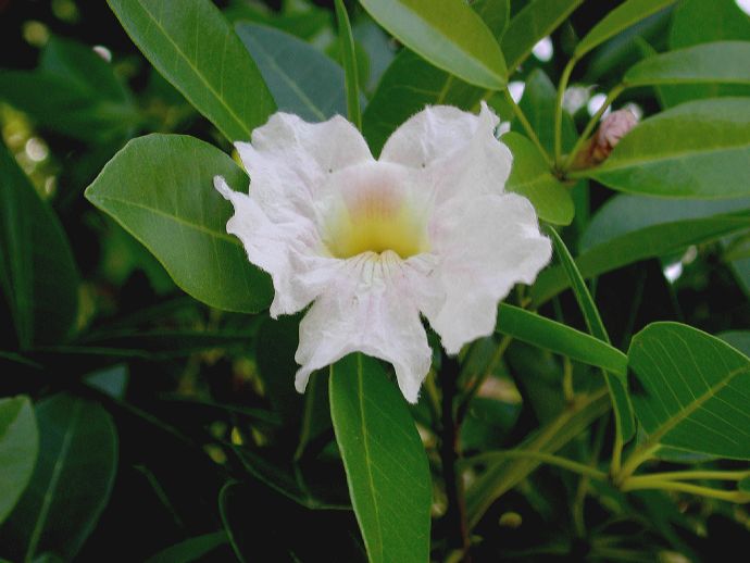 Bignoniaceae Tabebuia heterophylla