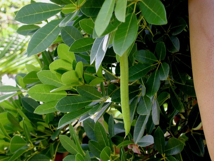 Bignoniaceae Tabebuia heterophylla