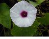 image of Ipomoea 