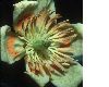 image of Liriodendron tulipifera