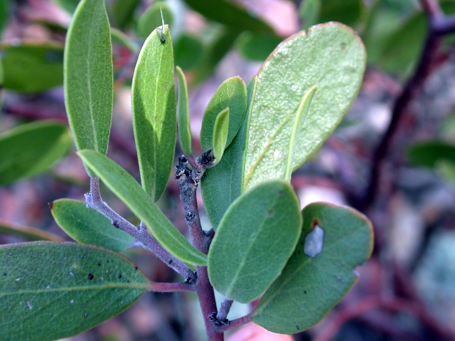Ericaceae Arctostaphylos pungens