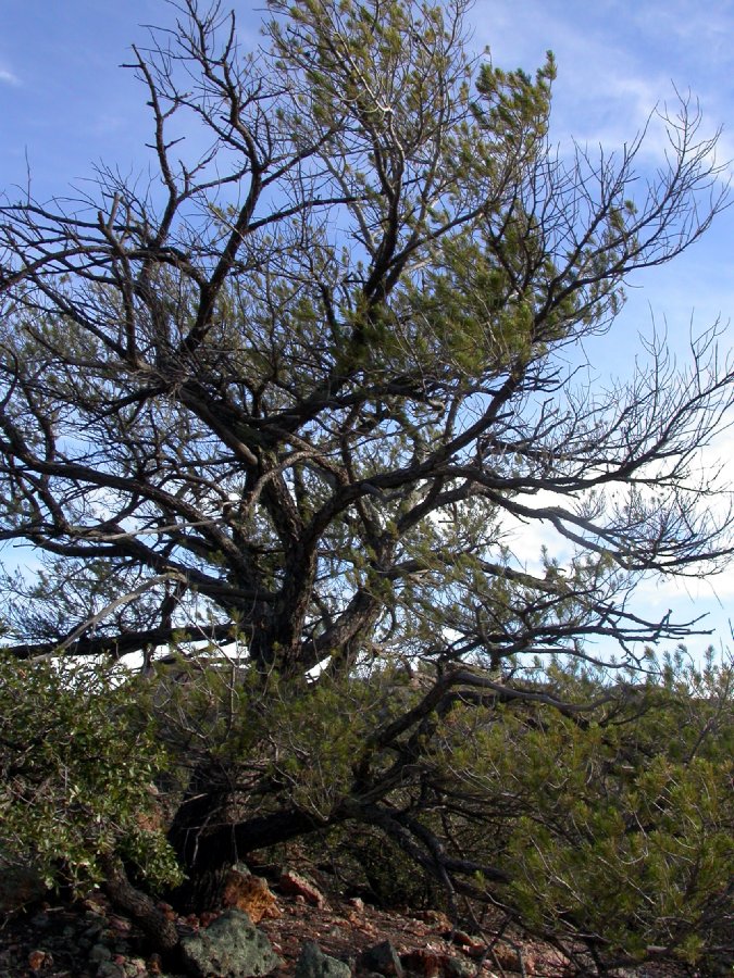 Pinaceae Pinus cembroides