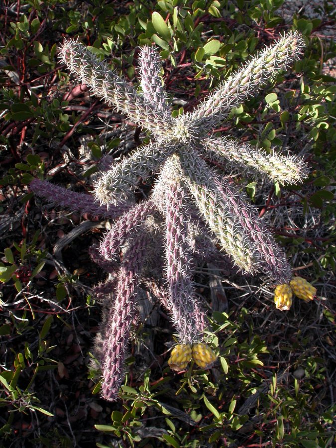 Cactaceae Opuntia spinosior