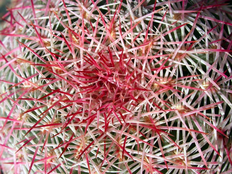 Cactaceae Echinocereus pectinatus