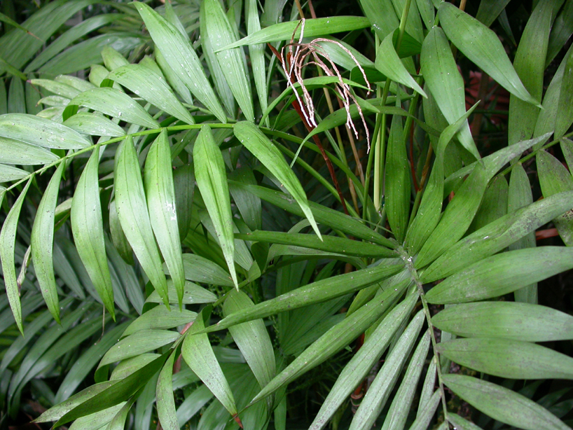 Arecaceae Chamaedorea elegans