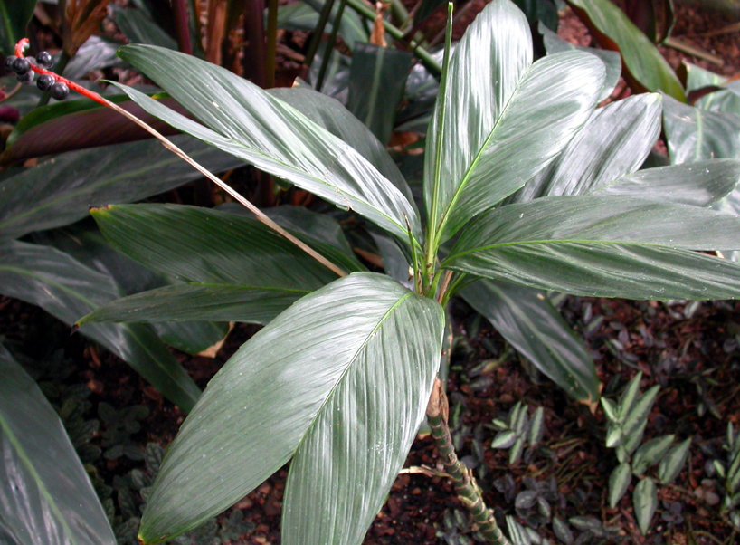 Arecaceae Chamaedorea geonomiformis