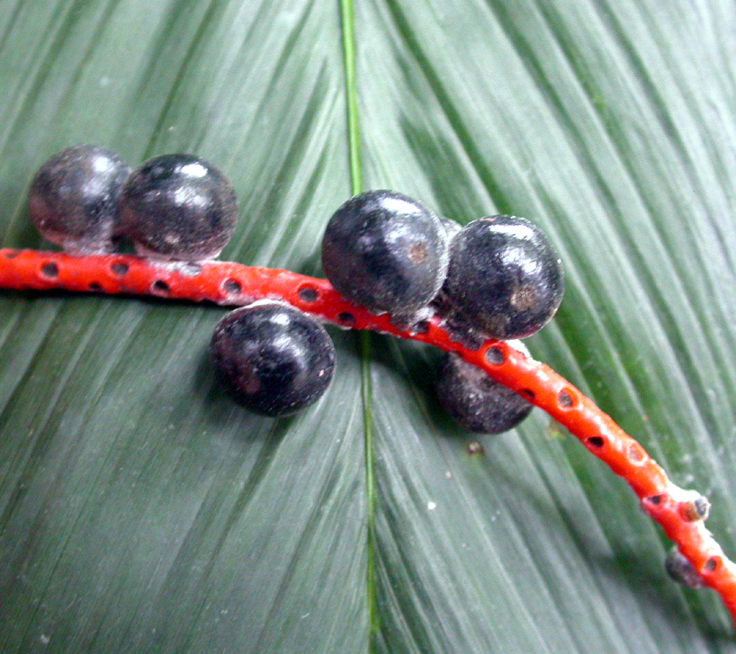 Arecaceae Chamaedorea geonomiformis