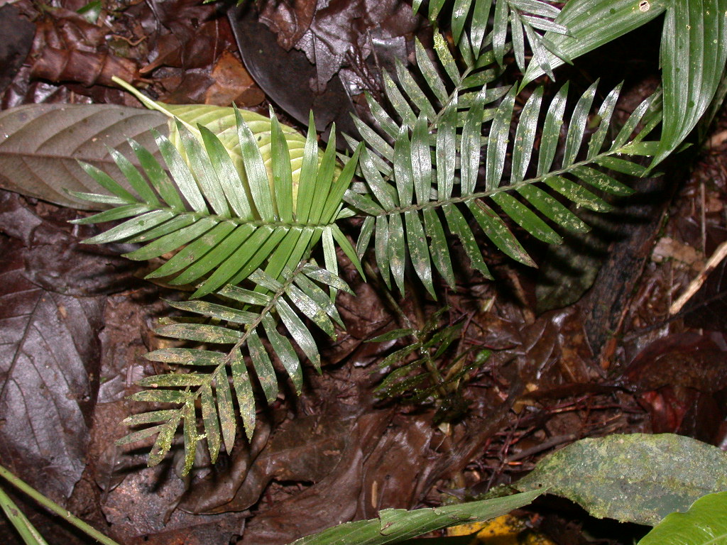 Arecaceae Chamaedorea scheryi