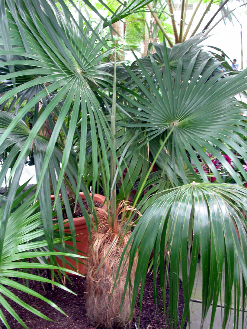 Arecaceae Coccothrinax crinata