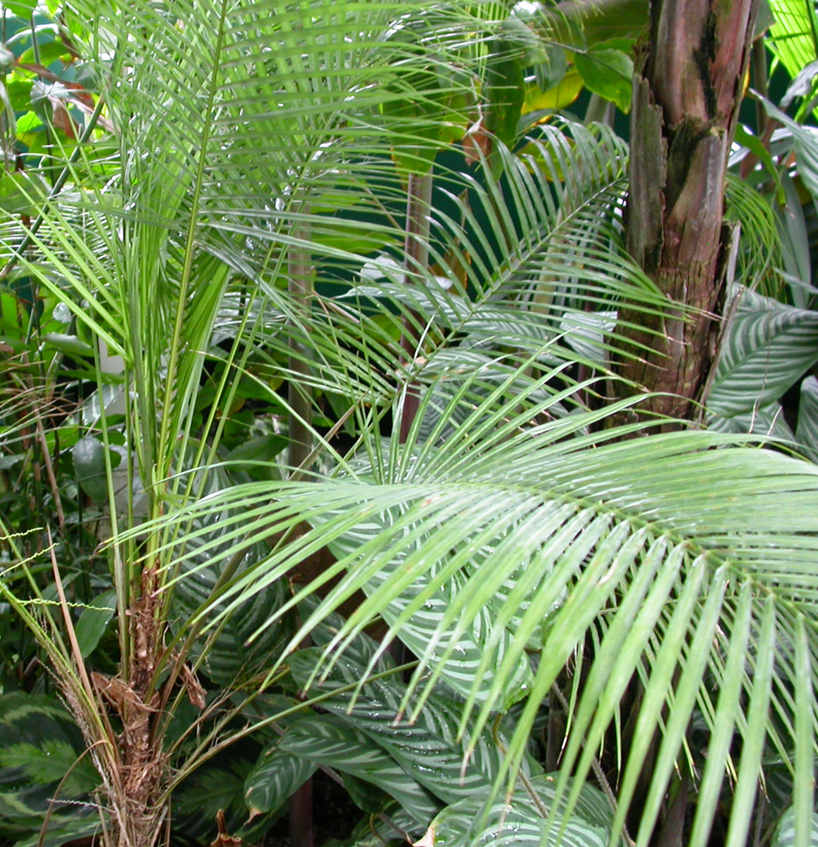 Arecaceae Lytocaryum weddellianum