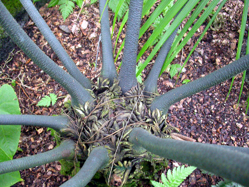 Marattiaceae Marattia attenuata