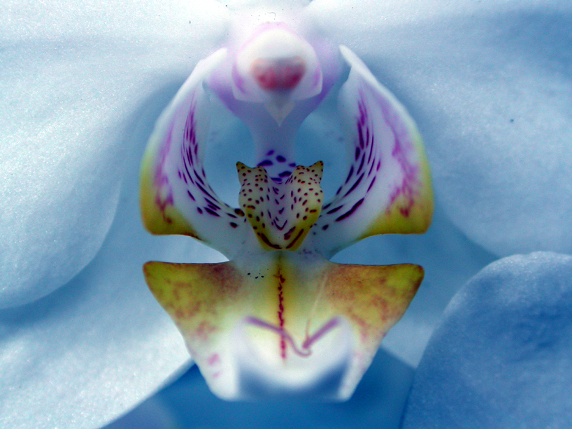 Orchidaceae Phalaenopsis 