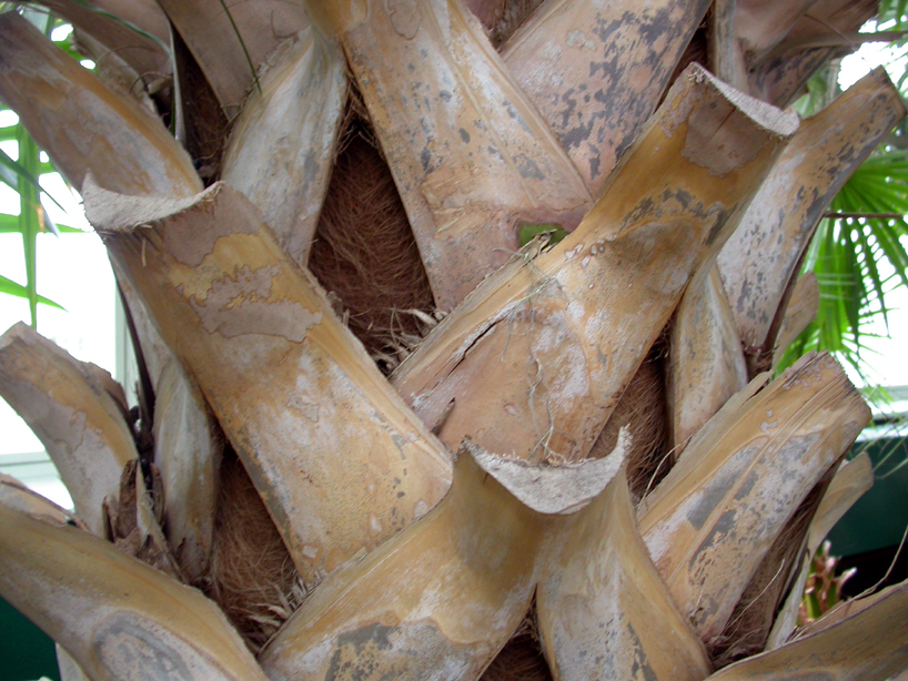 Arecaceae Sabal causiarum