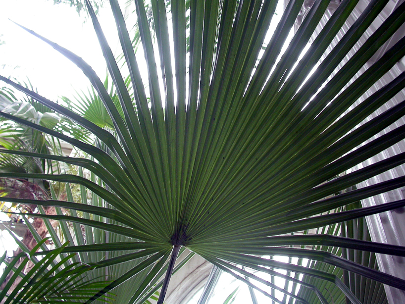 Arecaceae Trithrinax brasiliensis