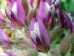 image of Astragalus 