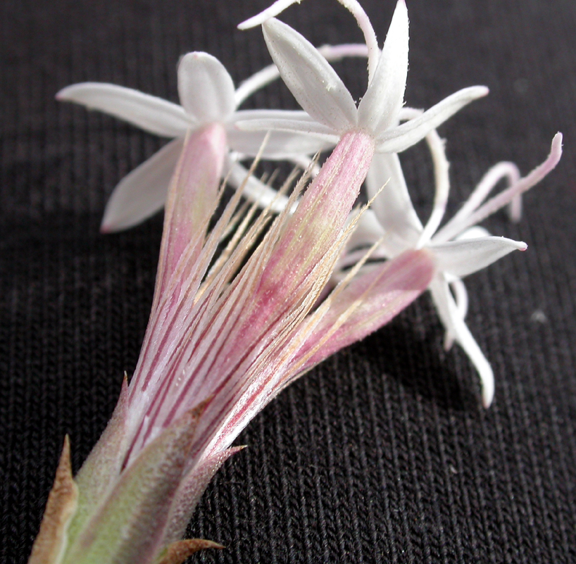 Asteraceae Carphochaete bigelovii