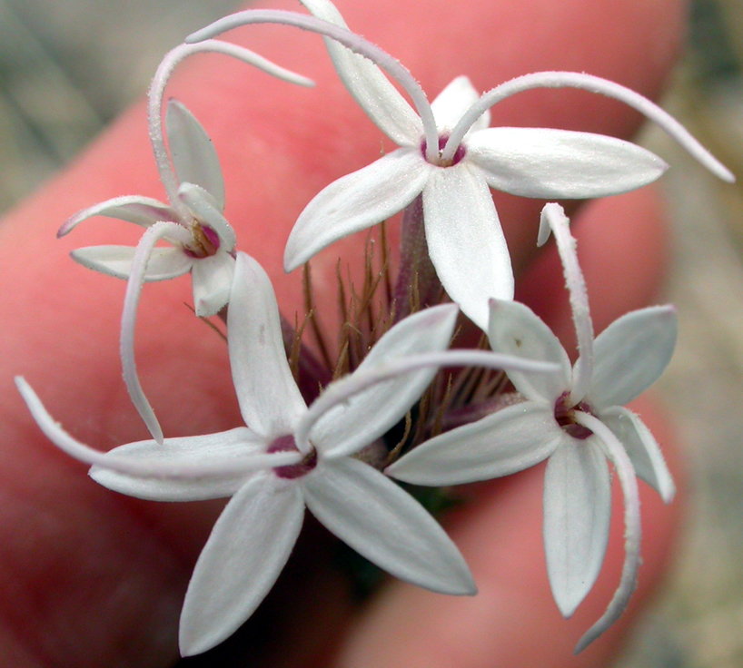 Asteraceae Carphochaete bigelovii