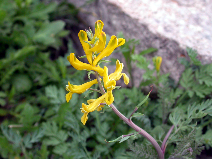 Papaveraceae Corydalis aurea