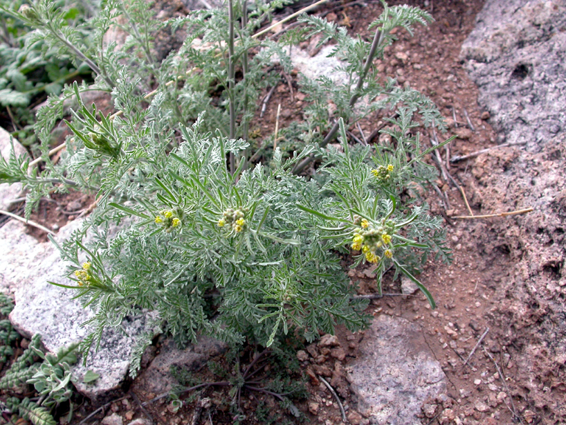 Brassicaceae Descurainia pinnata