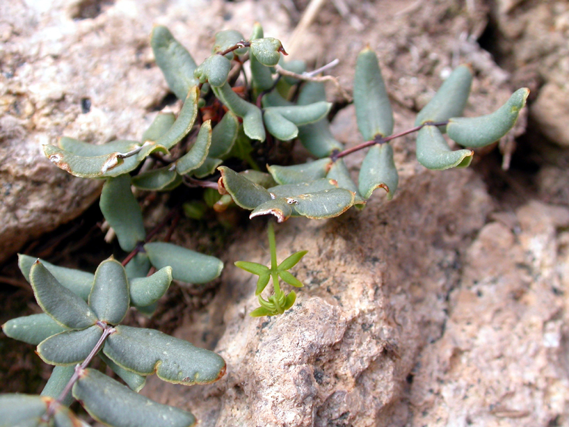 Pteridaceae Pellaea wrightiana