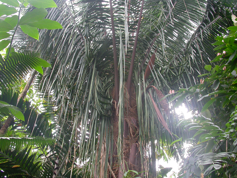 Arecaceae Attalea butyracea