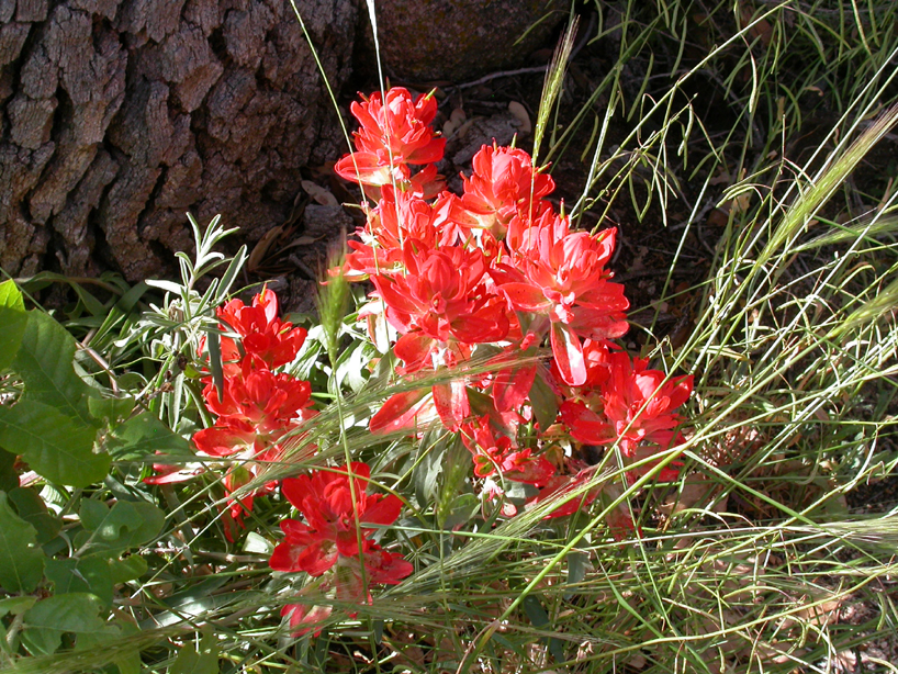 Orobanchaceae Castilleja applegatei