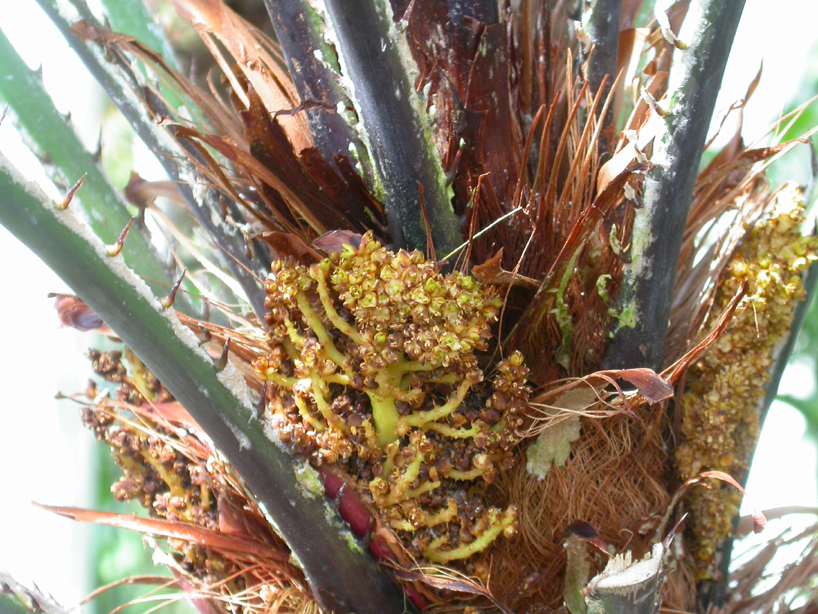 Arecaceae Chamaerops humilis