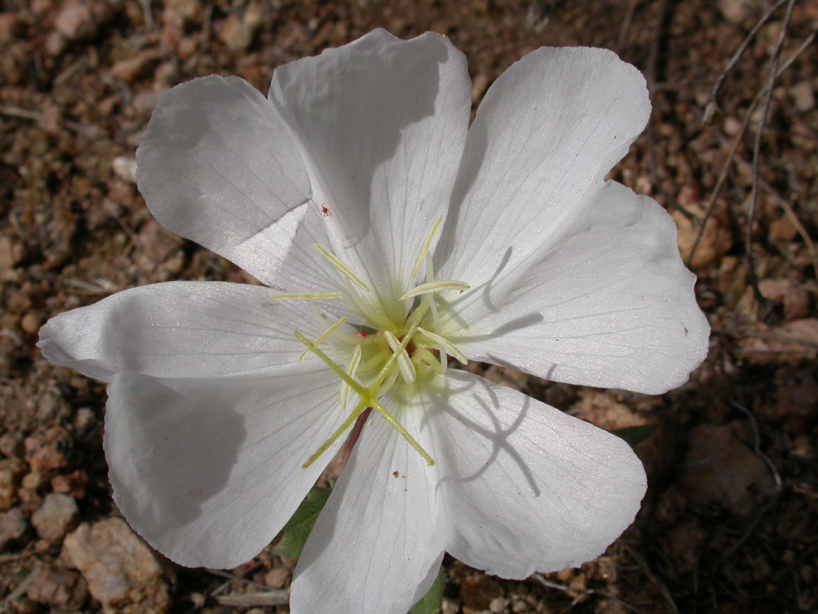 Onagraceae Oenothera caespitosa