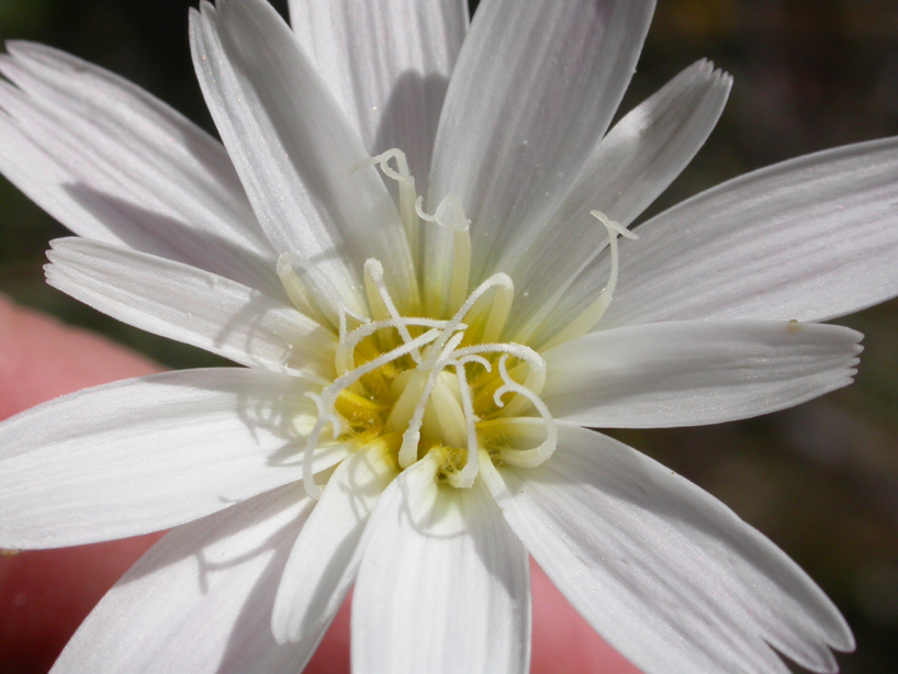 Asteraceae Rafinesquia neomexicana
