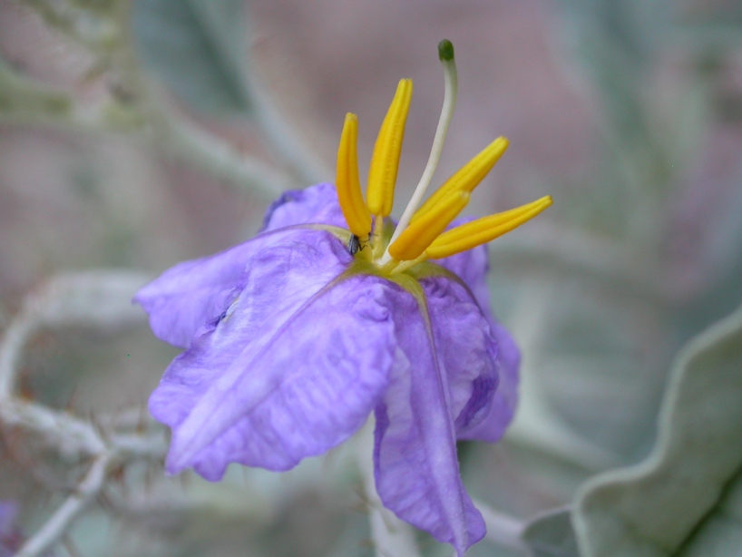 Solanaceae Solanum elaegnifolium