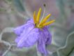 image of Solanum elaegnifolium