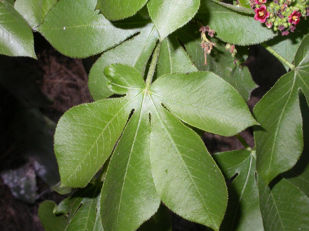 Euphorbiaceae Jatropha hyssopifolia