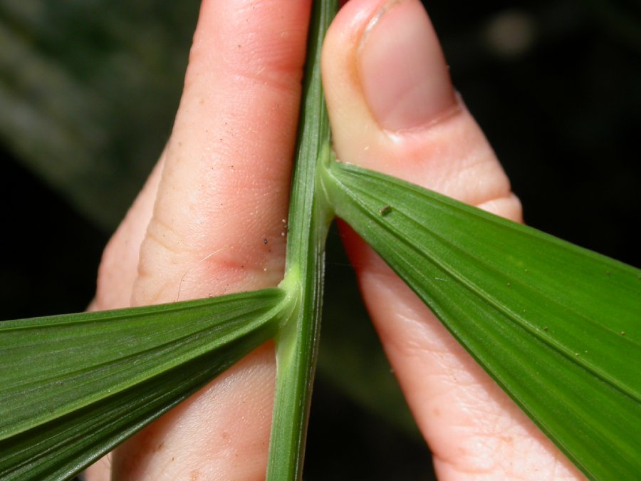 Arecaceae Chamaedorea elatior