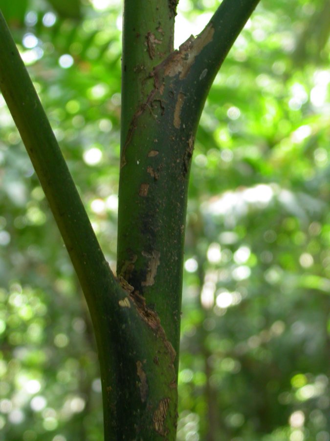 Arecaceae Chamaedorea tepejilote