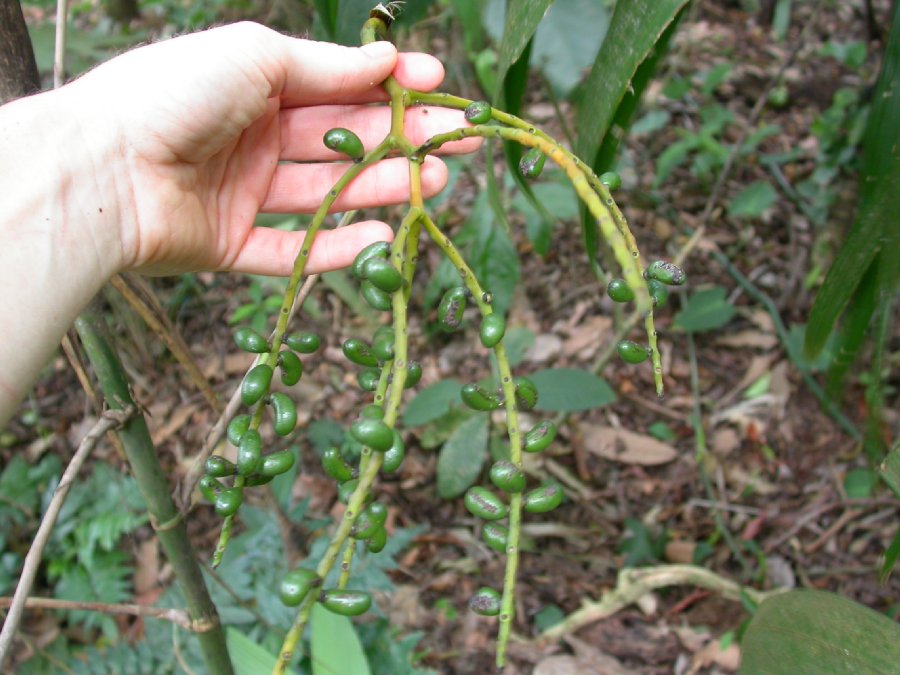 Arecaceae Chamaedorea oblongata