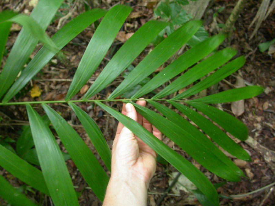 Arecaceae Bactris mexicanum