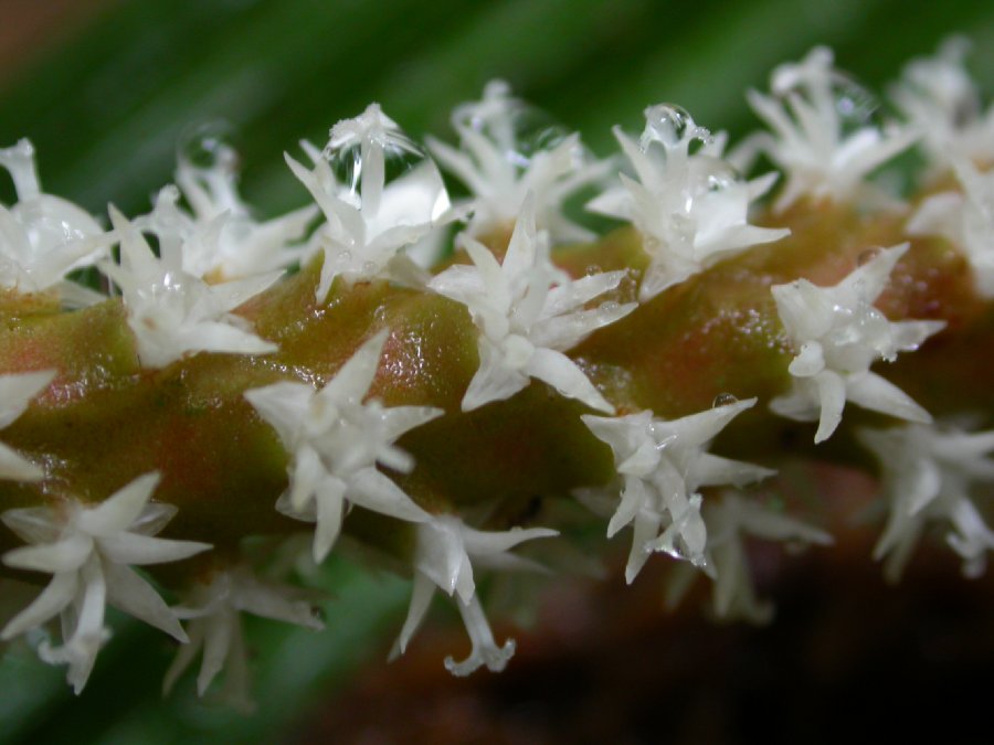 Arecaceae Asterogyne martiana