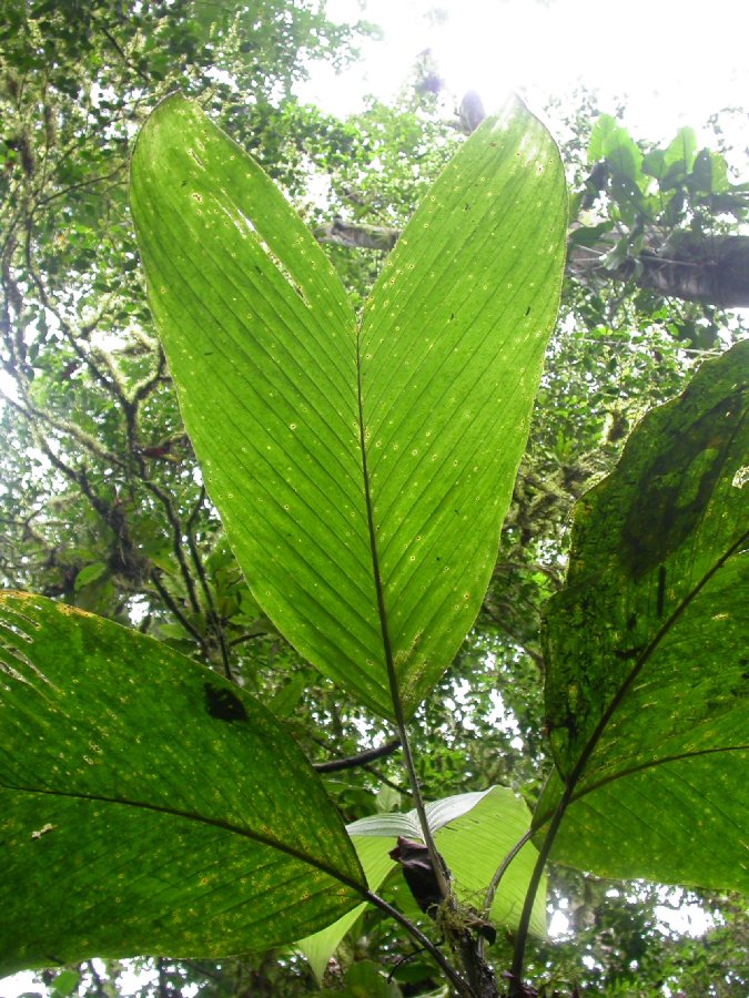 Arecaceae Bactris hondurensis