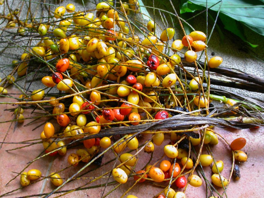 Arecaceae Synechanthus warscewiczianus