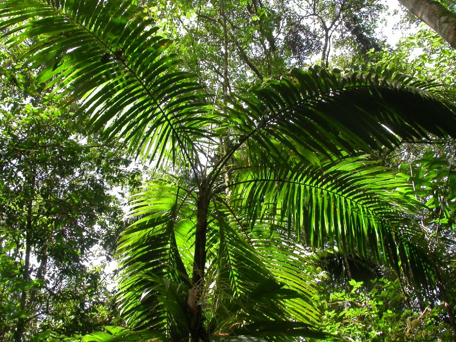 Arecaceae Prestoea decurrens