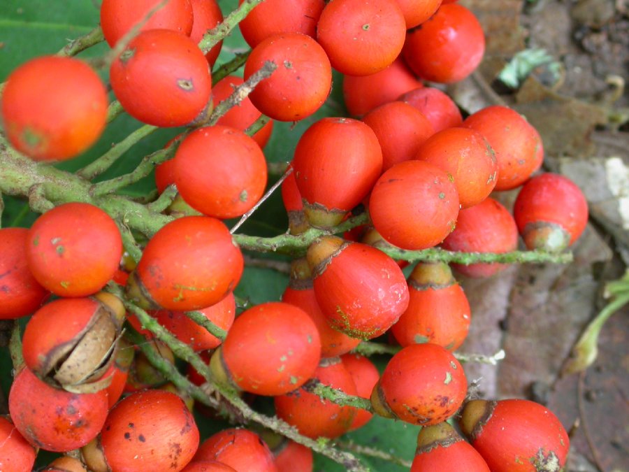 Arecaceae Bactris gracilor